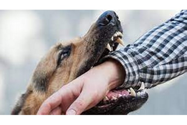 If bitten by a dog, the Gram Panchayat will have to pay the compensation