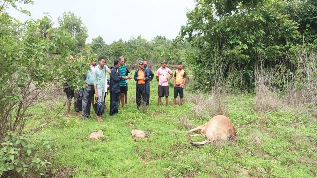 तुटलेल्या विजवाहिनीचा शॉक लागून गाय झाली गतप्राण !