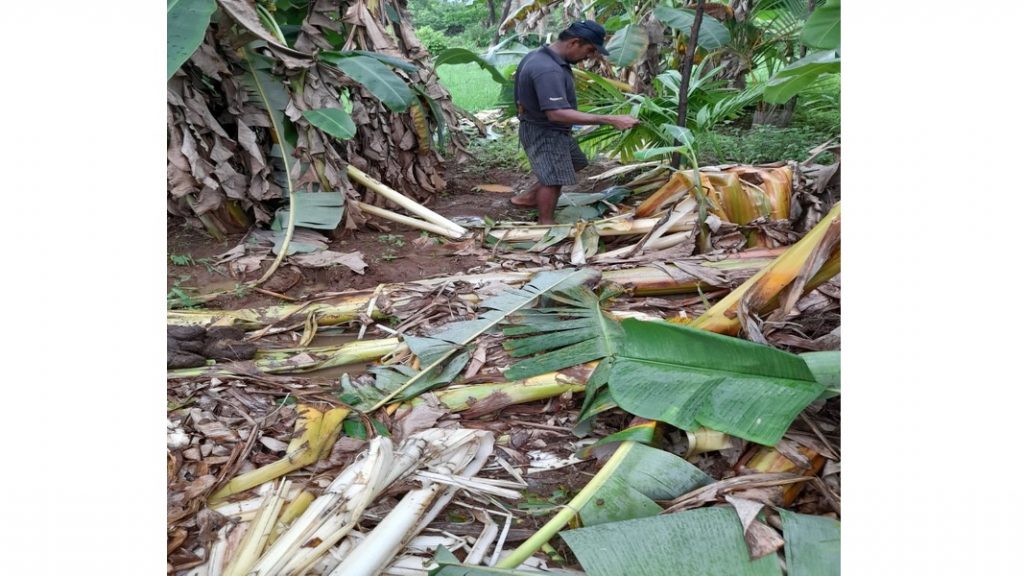 विनायक मणेरीकर यांच्या बागायतीचे पुन्हा नुकसान!