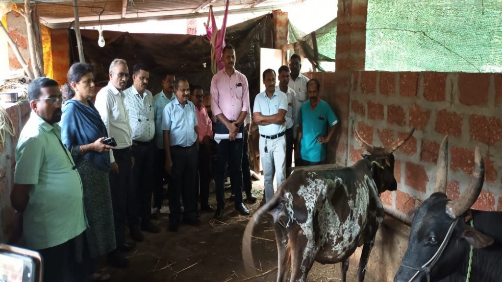 पशुसंवर्धन प्रादेशिक सहआयुक्तांकडून चिंदर गावात गुरांची पाहणी