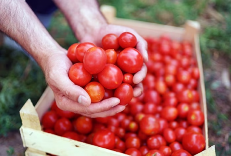 Tomatoes will become cheaper