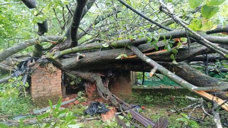 वसोली- कोळगेवाडी येथे शेत मांगरावर कोसळले झाड