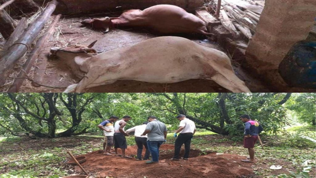 चिंदर गावात अज्ञात रोगाने दोन दिवसांत तब्बल ११ गुरे दगावली