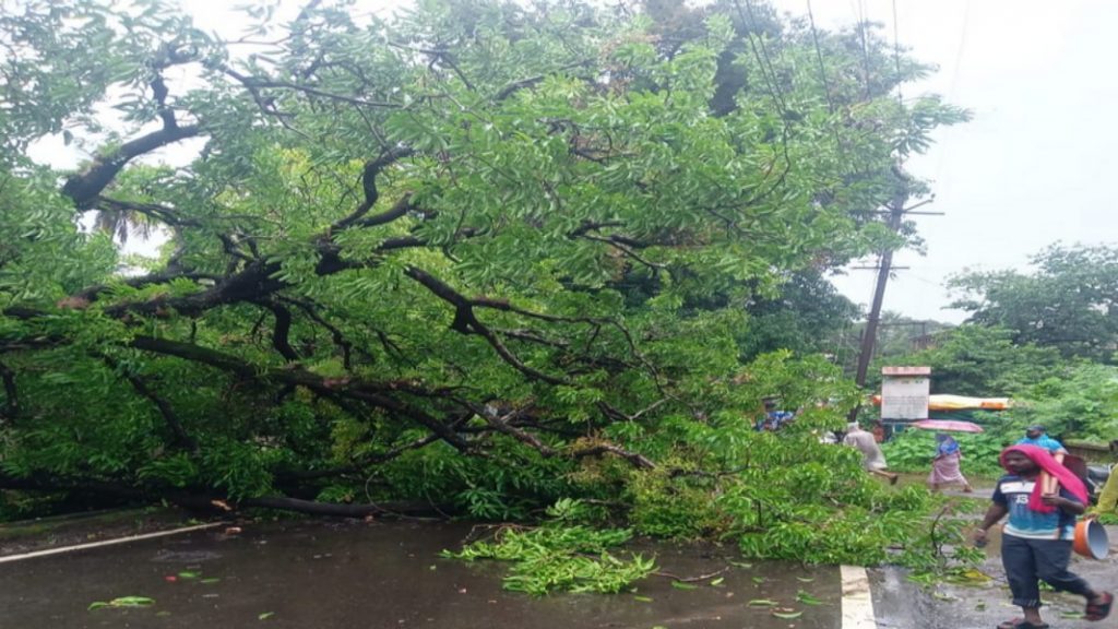 सावंतवाडी – कुडाळ रोडवर पडले आंब्याचे झाड !