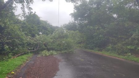 पिंगुळी माड्याचीवाडी – रायवाडी येथे रस्त्यावर कोसळले झाड