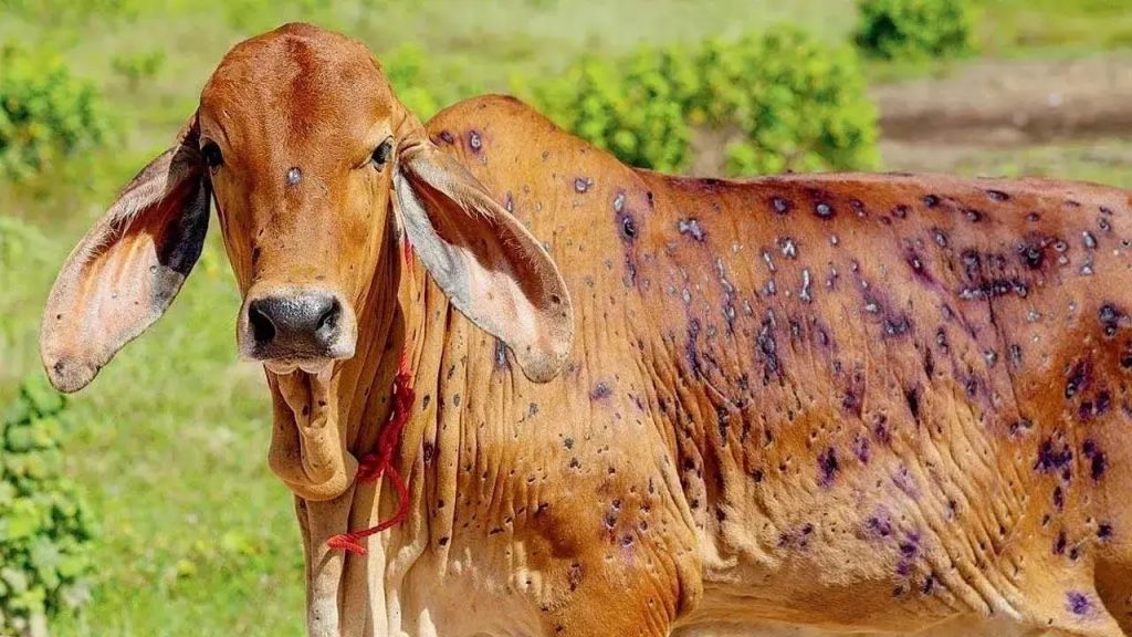 नुकसानग्रस्त पशुपालक भरपाईच्या प्रतीक्षेत Damaged ranchers await compensation