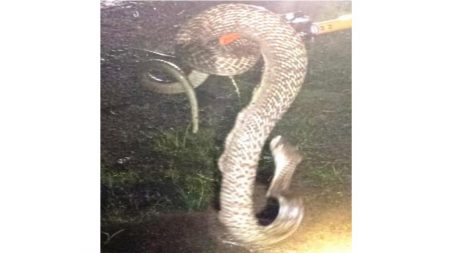 तळवडेत सात फुटी नागराजाला जीवदान !