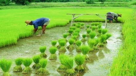 कॉलेज -शाळा ते शेतकरी बांध उपक्रम !