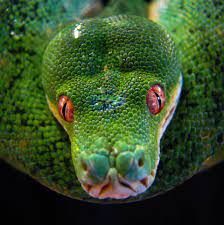 सर्वात महागडा साप The most expensive snake