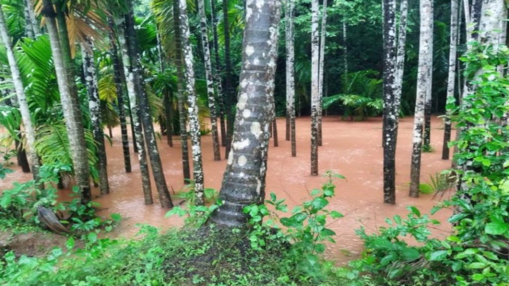 मळेवाड येथे अतिवृष्टीमुळे माड बागायतीचे नुकसान