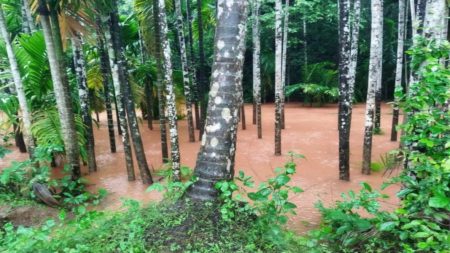 मळेवाड येथे अतिवृष्टीमुळे माड बागायतीचे नुकसान