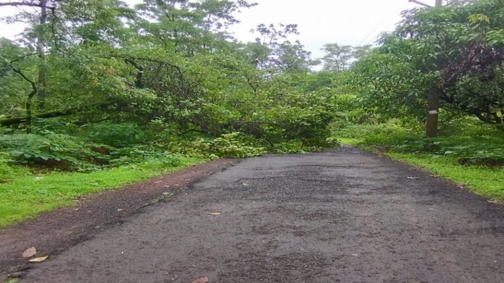 तेंडोली-भोमवाडी येथे रस्त्यावर कोसळले काजूचे मोठे झाड