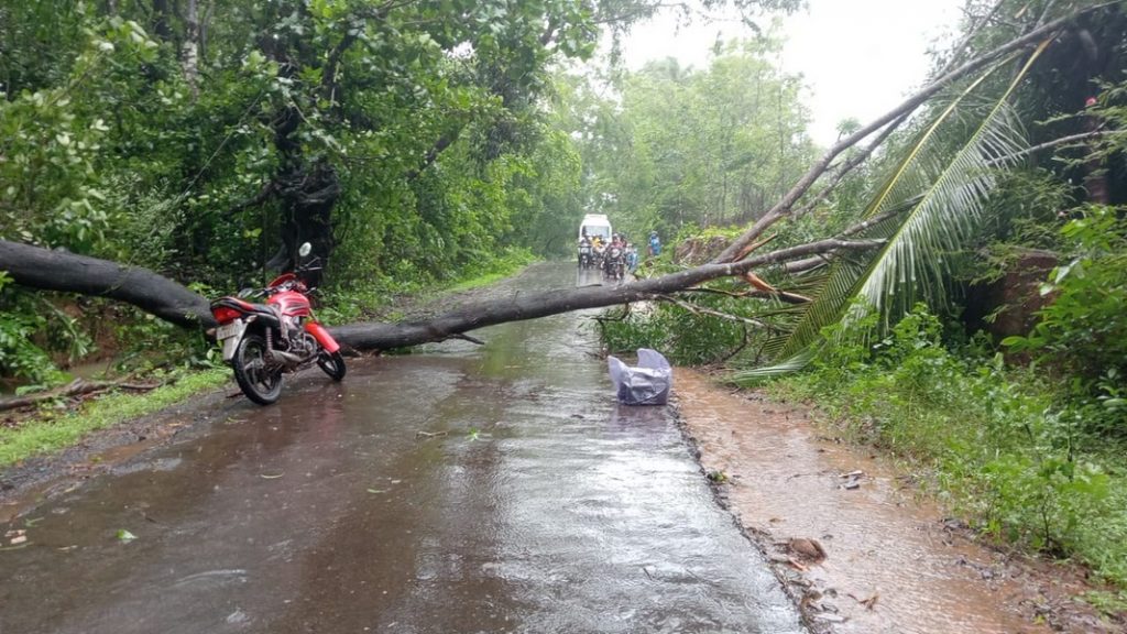 वालावल-कवठी मार्गावर कोसळले मोठे झाड