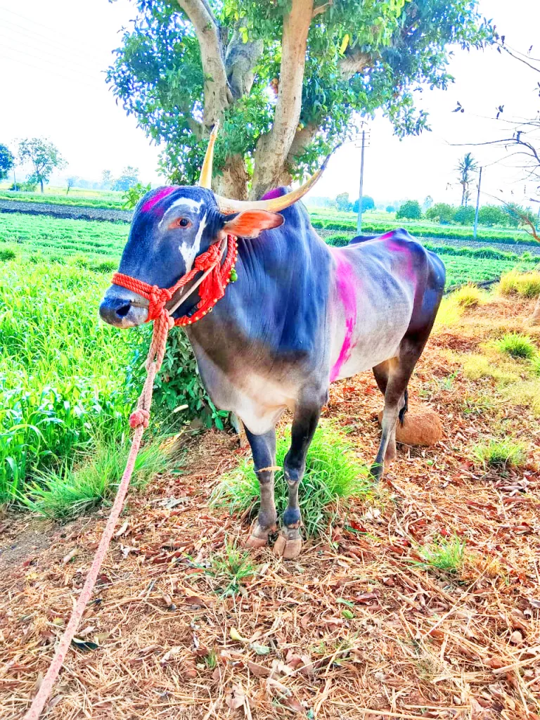 कर्नाटक-महाराष्ट्र शर्यती गाजवणारा बेकिनकेरेच्या पिंट्याचे दुर्दैवी निधन Unfortunate death of Pintya of Bekinkere, who dominated the Karnataka-Maharashtra race