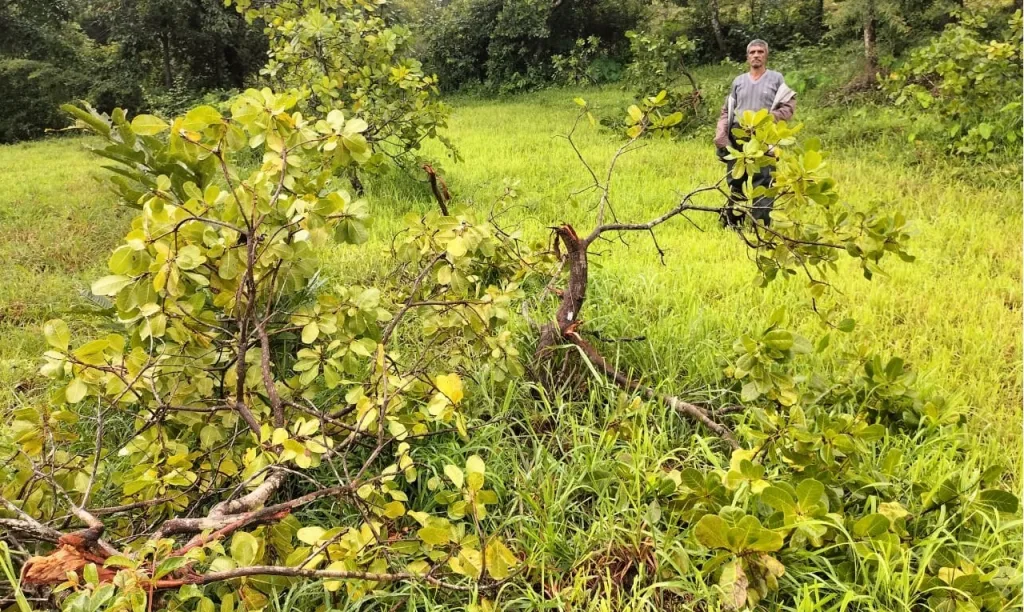 damaged the cashew orchard by Gaurs