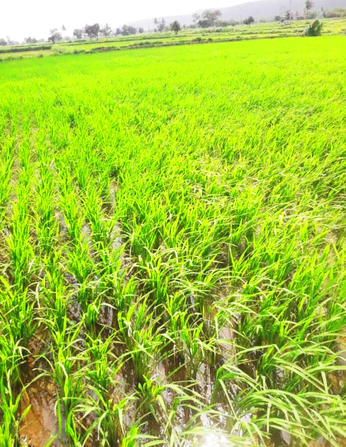 The force of rain subsided in the taluk