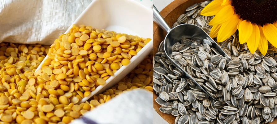 यंदा तूर, मूग, सूर्यफूल पेरणीत घट This year there is a decrease in sowing of tur, moong and sunflower