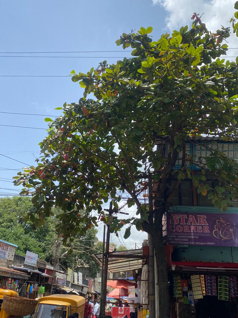 Remove dangerous tree branches immediately