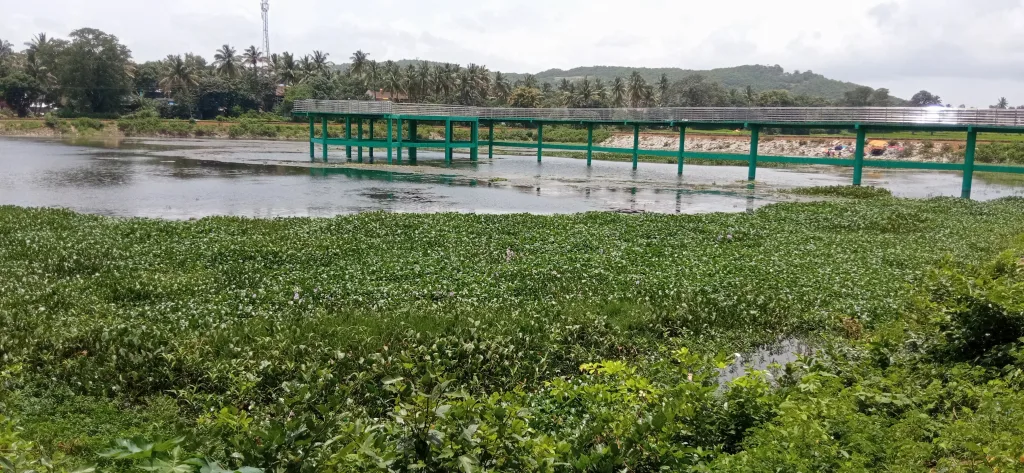 नंदगड कमल तलावाला वेलींचा विळखा Nandgarh lotus pond covered with vines