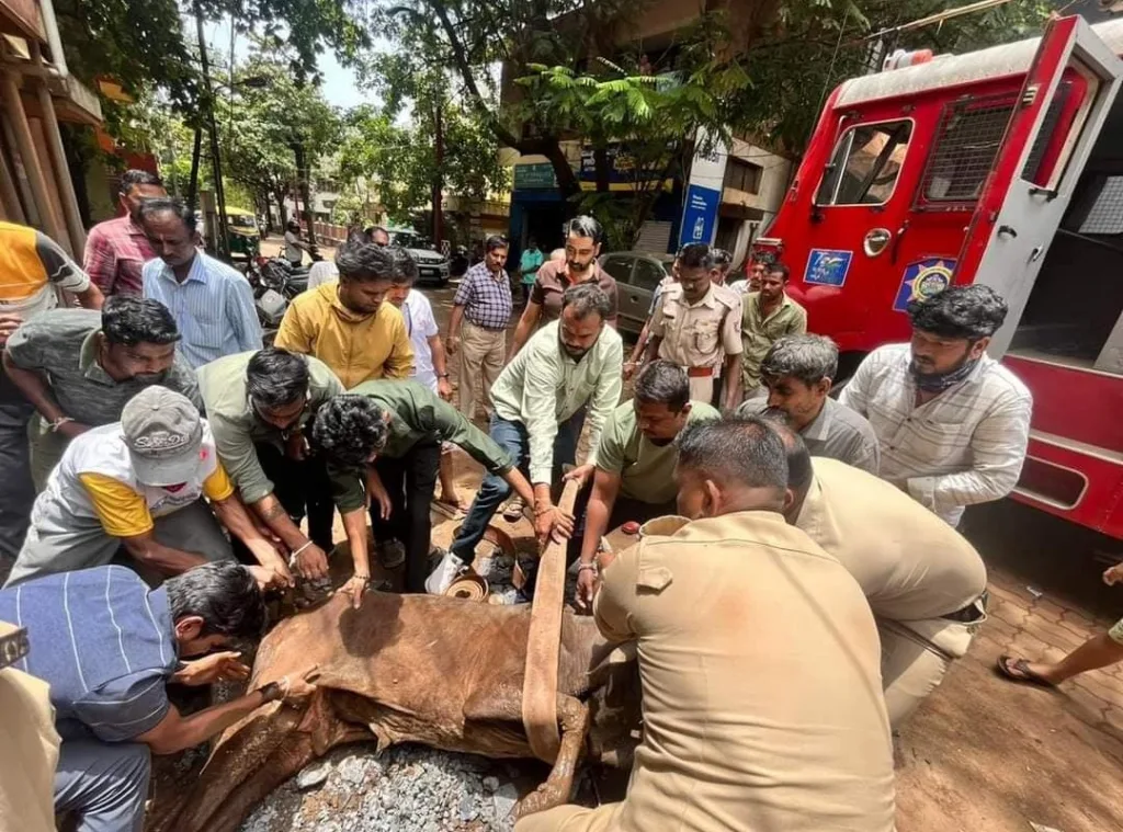 Rescue of the cow from the gutter