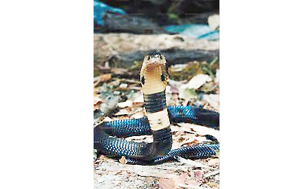 Why fear about the snake?