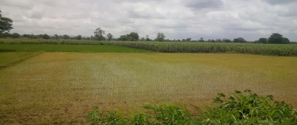 As the rains prolonged, the crops started to wither