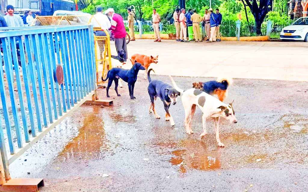 Proliferation of stray dogs in the city