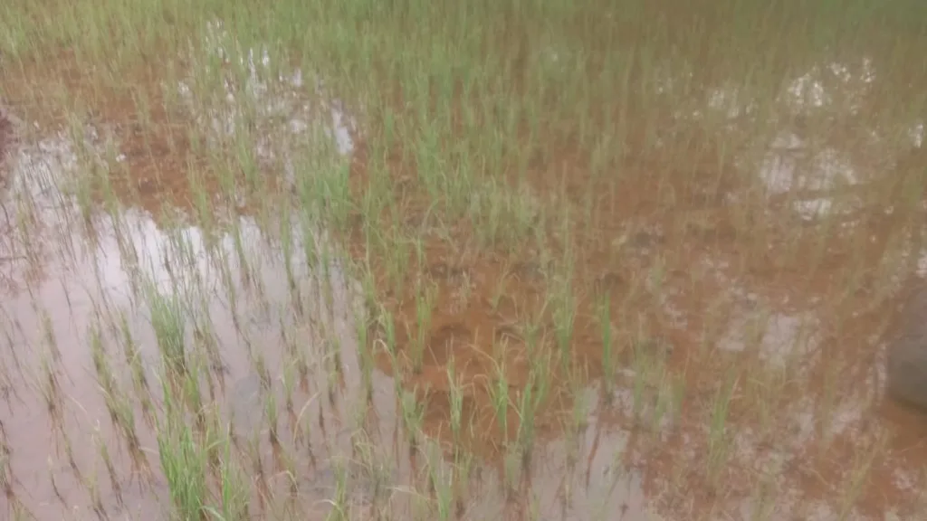 चिखले गावात गव्यांचा धुमाकूळ A cow herd in a muddy village