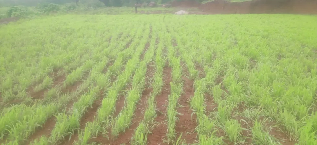 'Gwerede' will allow the crop to rise!