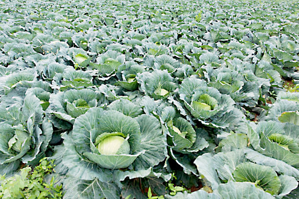A major decline in vegetable cultivation