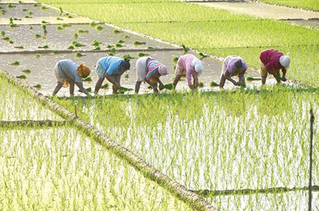 Why rush to draft Goa Agriculture Policy?