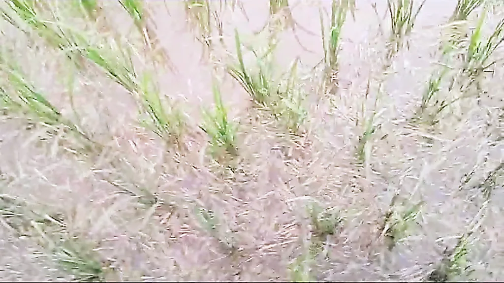 Incidence of caseworm disease in paddy in the seventies