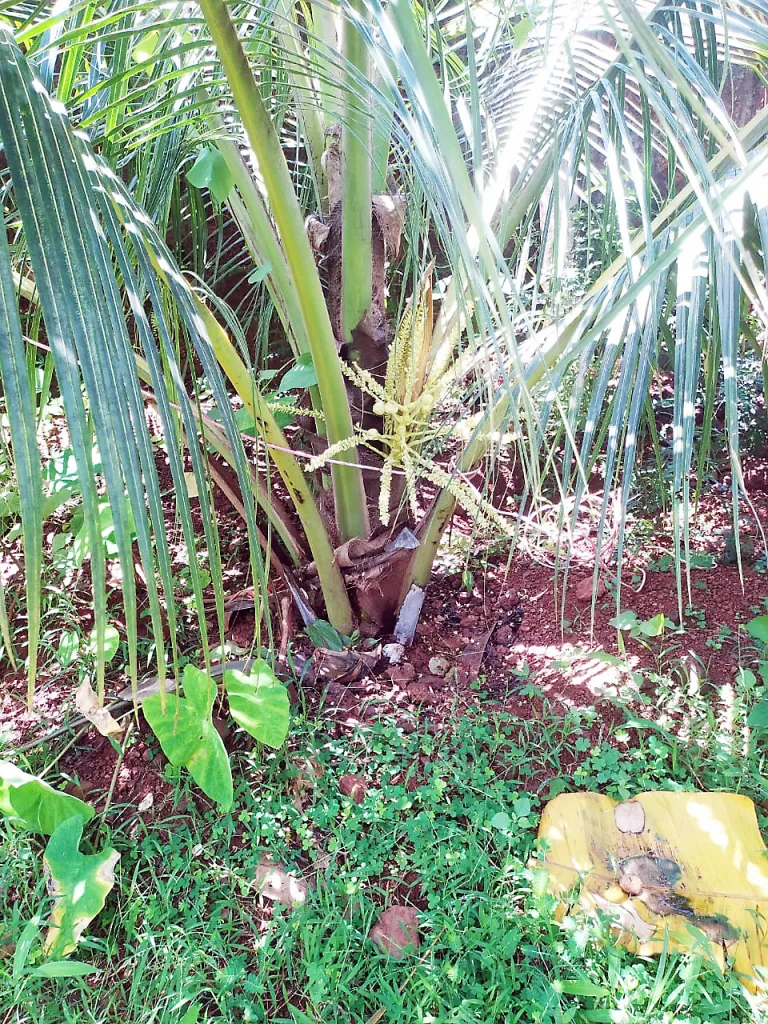 'Bhukalpatau' sprouted in the backyard of palaces in Surla