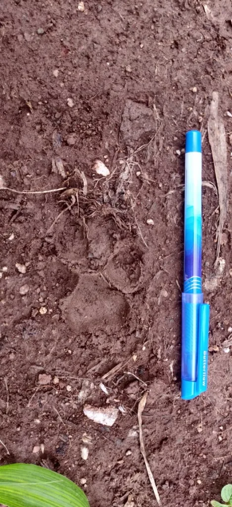 There was excitement after the sighting of a leopard in Shivapur