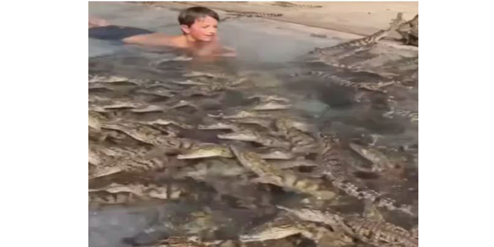 मगरींच्या तलावात उडी Jump into the crocodile pool