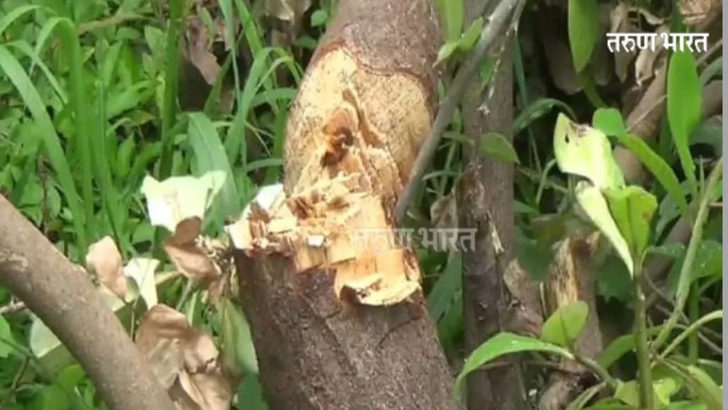केखलेत फळझाडांची अनोळखी व्यक्तीकडून कत्तल; महसूल, वनविभागाकडे तक्रार दाखल Slaughter of fruit trees by a stranger Kekhle