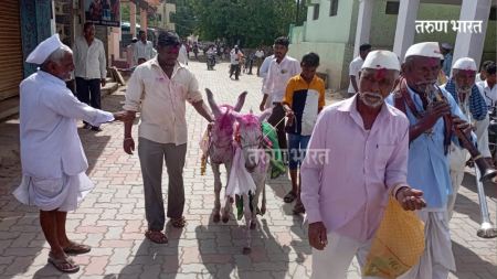 Sangli Utagi Donkey's wedding