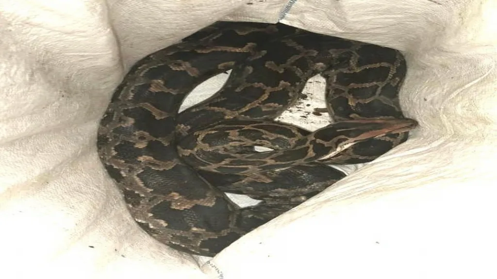 मातोंड येथे घराच्या छप्परावर सापडला साडेदहा फुटी अजगर