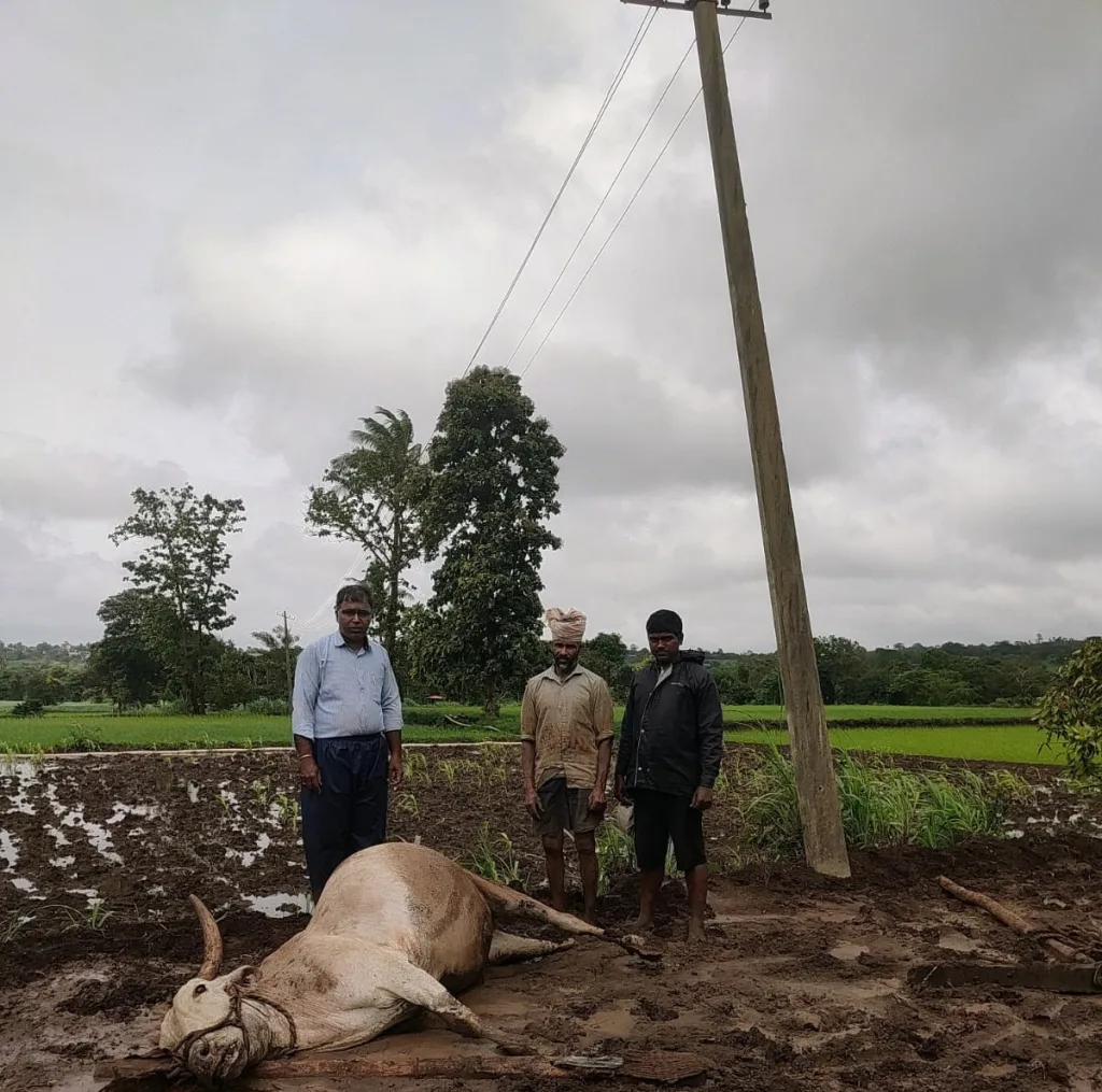 A bull dies after being touched by an electric pole