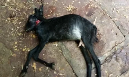 Two goats killed by leopard Nandre Panic among farmers