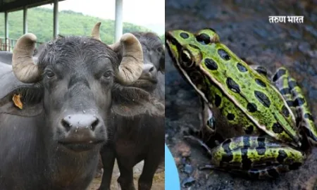 बेडकाने आणला पूर, म्हशीला गवसणार का सूर? Agricultural mathematics climate change