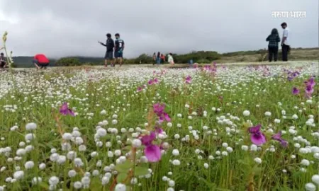 कास पठारावरील फुले पाहण्यासाठी मोजावे लागणार ५० रुपये शुल्क Kas Plateau