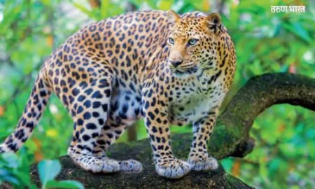 Sterilization considerations by state government to control leopard population