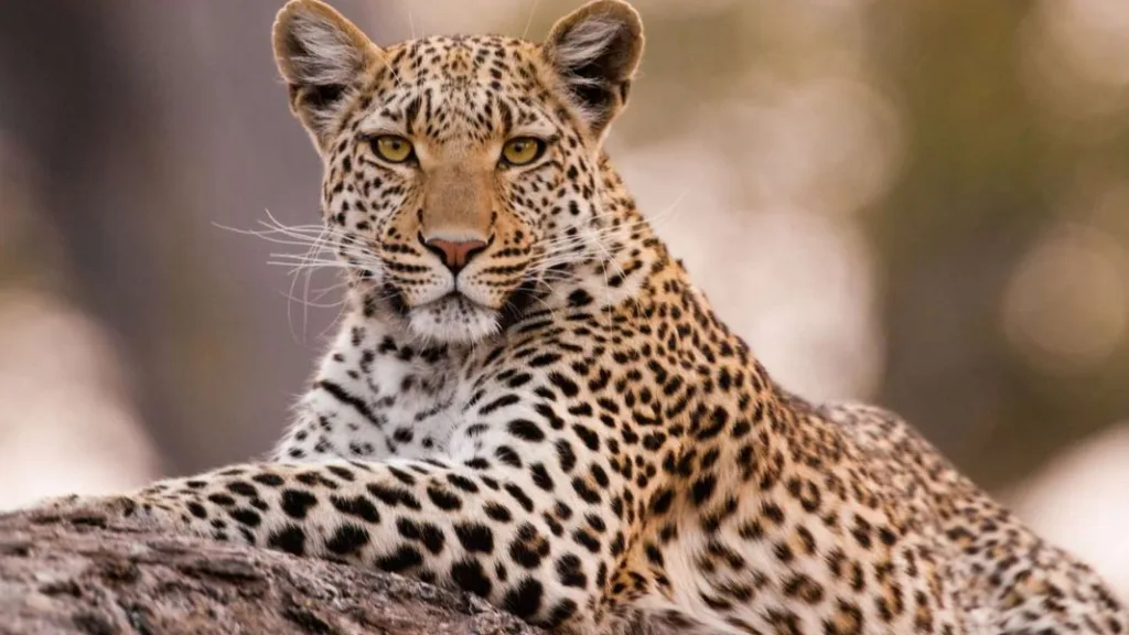 सातवेत बिबट्याकडून मेंढीचा फडशा : नागरिकांत भीतीचे वातावरण Sheep killed by a leopard in Satvet