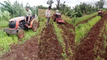 Coriander low price in sangli farmer A farmer put a rotor in the field