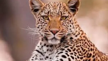Leopard attack on bikers of Nandreya saved incidentally miraj