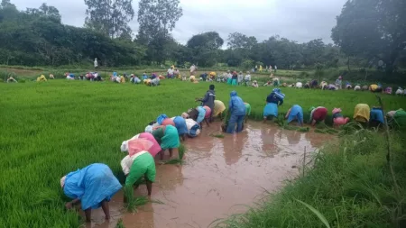 planting of paddy at Teurwadi chandgad participated all Villagers