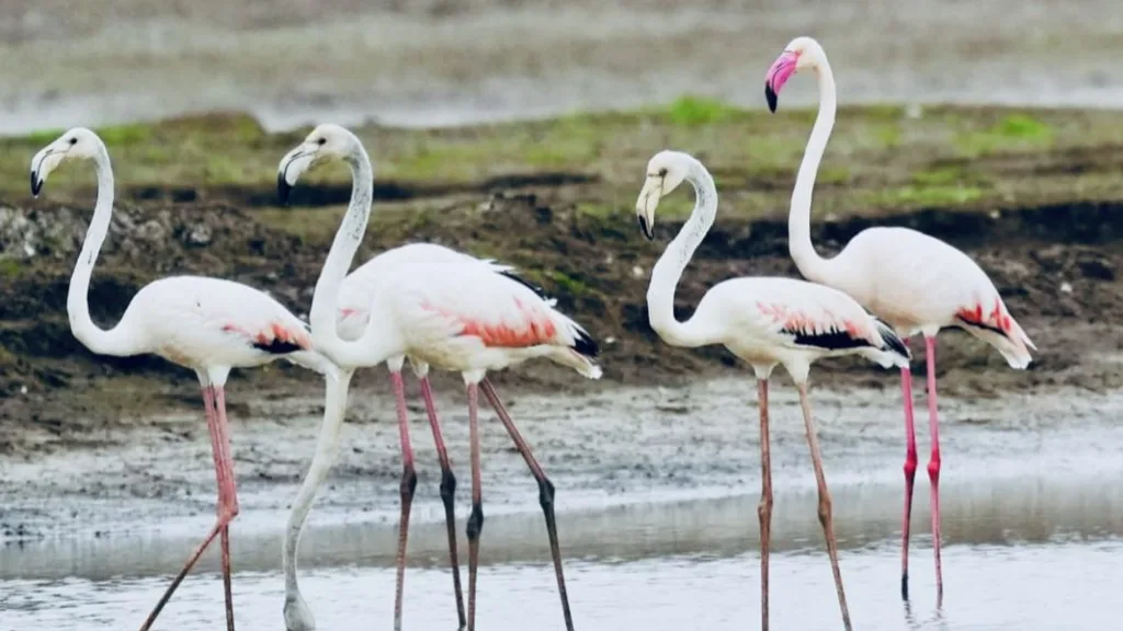 9 flamingo birds entered in Yeralwadi lake satara khatav