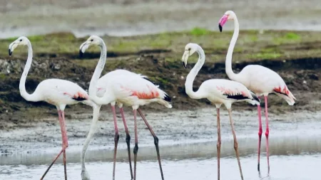 येरळवाडी तलावात 9 फ्लेमिंगो पक्षी दाखल 9 flamingo birds entered in Yeralwadi lake satara khatav