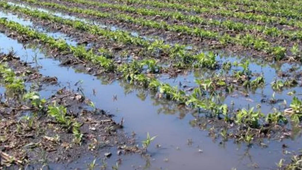 गारपीट झालेल्या क्षेत्राचे चुकीच्या पद्धतीने पंचनामे, नुकसानभरपाईची रक्कमही कमी मिळाली; वाकरेतील शेतकऱ्यांचा आरोप wakare Allegation of farmers wrongly registered